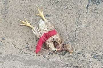 Aparece otra gallina muerta con lazo rojo en una cuneta de la carretera de Telde a Ingenio, a la altura de Lomo Cementerio/TA.